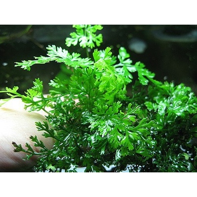Bolbitis heteroclita difformis 5,5 cm
