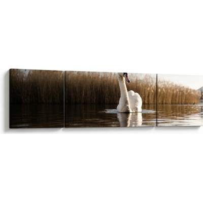 Obraz labutě, třídílný 170x50 cm