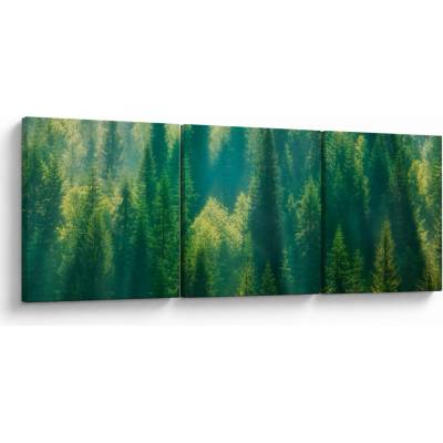 Obraz - Borovicový les, trojdielne 120x40 cm