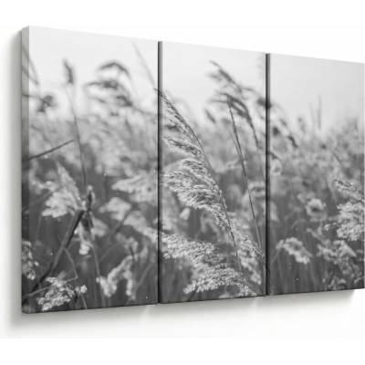 Obraz - Tráva ve větru, třídílný 120x80 cm