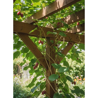 Aktinidie význačná (kiwi) 'Ken´s Red' OV-ACAR-KR-7 50-70 cm, Ko 1,5l – Hledejceny.cz