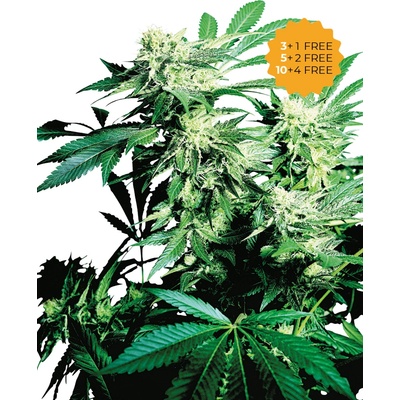 Sensi Seeds Skunk Kush semienka neobsahujú THC 10 ks