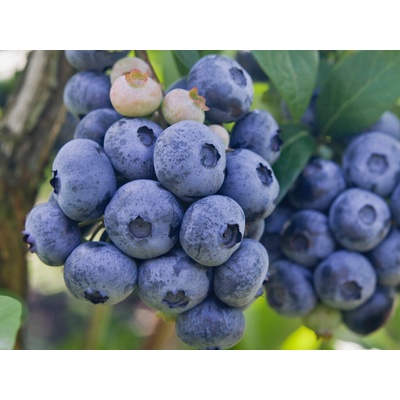 Kanadská čučoriedka 'Bluecrop'