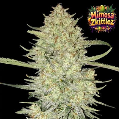 Ganja Farmer Mimosa Zkittlez Auto semienka neobsahujú THC 3 ks