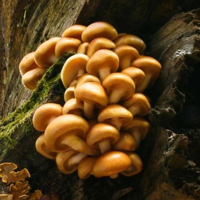 Šupinovka nameko Pholiota nameko sadba 1 ks