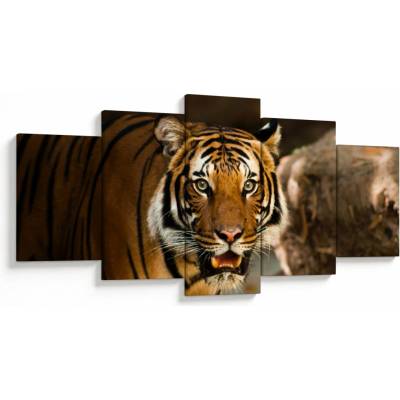 Obraz tigra, päťdielne 150x80 cm