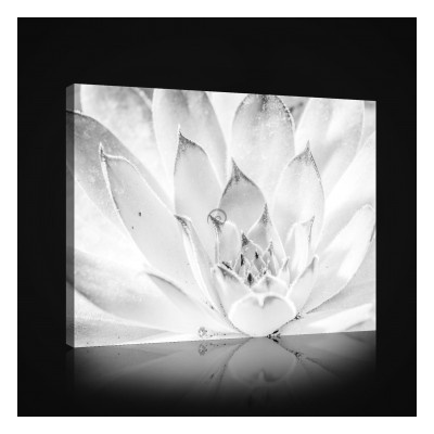 Obraz na plátne obdĺžník - OB0972 - Biely kvet 80cm x 60cm - O6