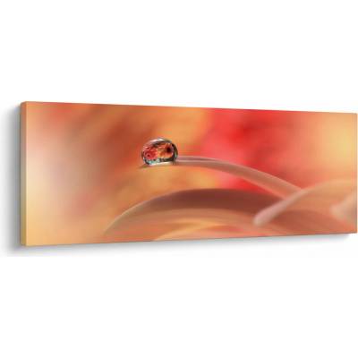 Obraz květinové kapky rosy, jednodílný 100x40 cm