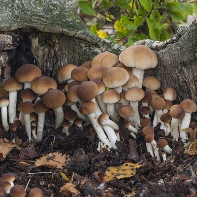 Sadba Polnička topoľová Agrocybe aegerita sadba 1 ks