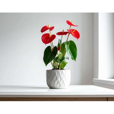 Anthurium / Antúria zdobená v keramickom kvetináči