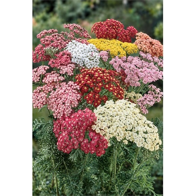 Achillea SUMMER PASTELS - řebříček Množství: 5