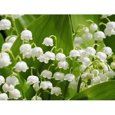 Konvalinka vonná Hofheim - Convallaria majalis Hofheim (kontejner C2)