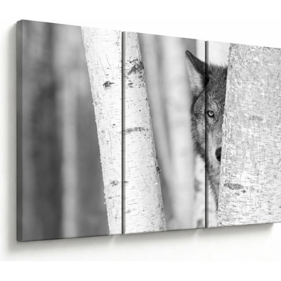 Obraz - Vlk v lese, trojdielne 120x80 cm