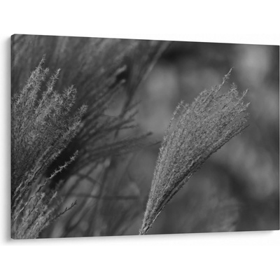 Obraz - Sušená pampová tráva, jednodílný 100x70 cm