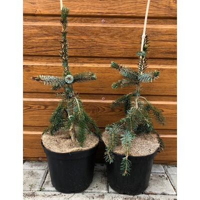 Smrek omorikový (Picea omorika ´Pendula bruns´) veľkosť 25-30cm
