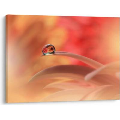 Obraz květinové kapky rosy, jednodílný 70x50 cm