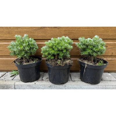 Jedľa korejská (Abies koreana ´Wellenseind´) veľkosť 15cm+