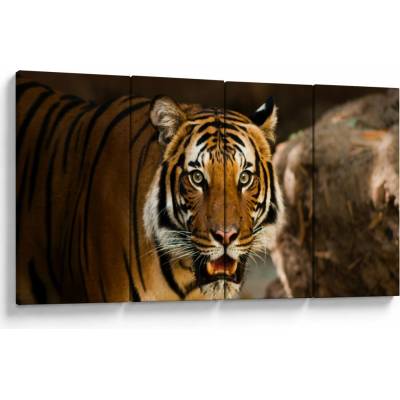 Obraz tigra, štvordielne 160x80 cm