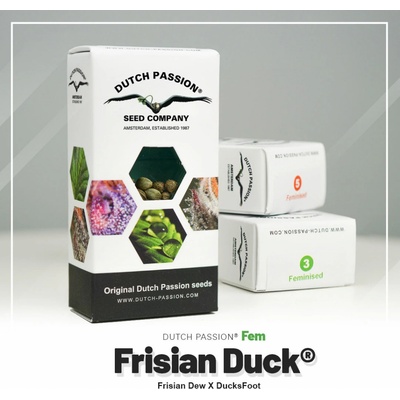 Dutch Passion Frisian Duck semienka neobsahujú THC 5 ks