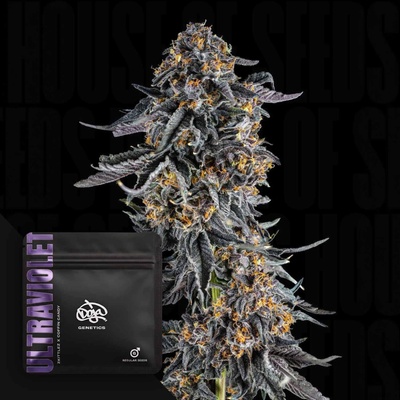 Doja Genetics Ultraviolet regular semienka neobsahujú THC 3 ks