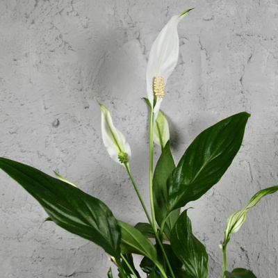 Spathiphyllum Lopatkovec Pearl Cupido
