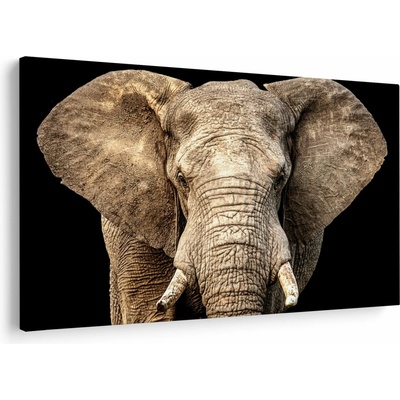 Obraz - Slon africký, jednodielne 150x100 cm