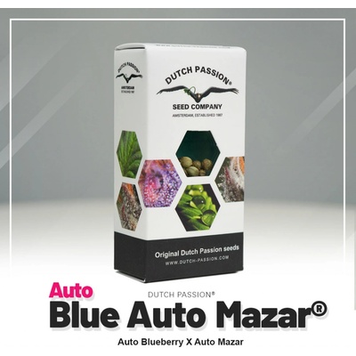 Dutch Passion Blue AUTO Mazar semienka neobsahujú THC 3 ks