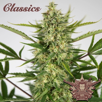 Buddha Seeds Ak AUTO semienka neobsahujú THC 3 ks