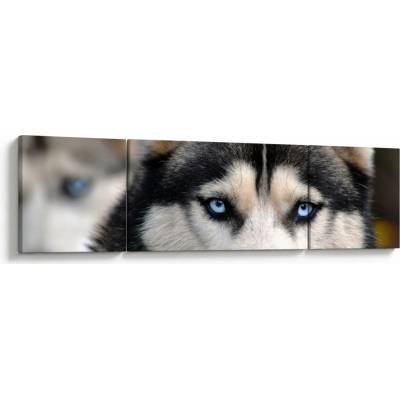 Obraz psa husky, třídílný 170x50 cm