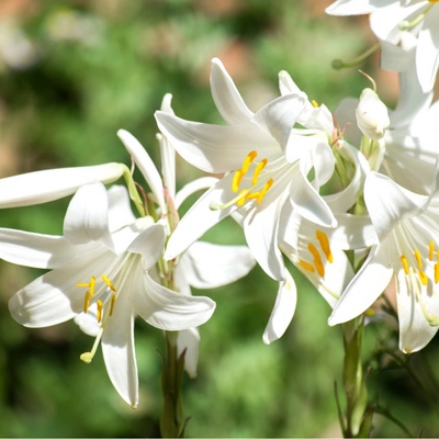Lilie bělostná Lilium candidum cibule lilie 1 ks