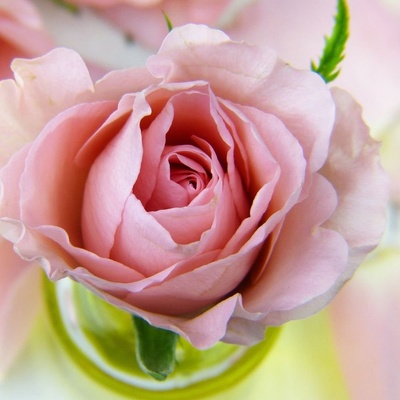 Biofresh glycerínové mydlo Ruža kruh Rose of Bulgaria 70 g