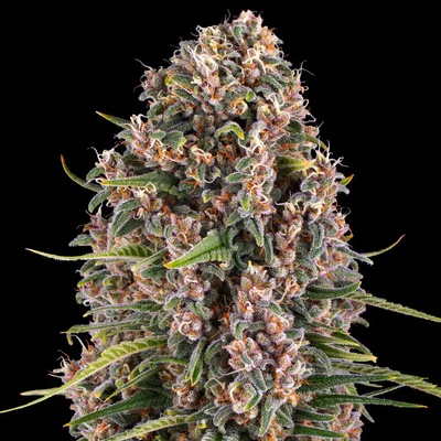 Barney's Farm Blueberry Cheese semienka neobsahujú THC 1 ks