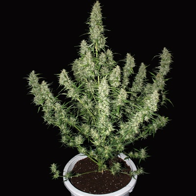 Buddha Seeds Magnum AUTO semena neobsahují THC 10 ks – Hledejceny.cz