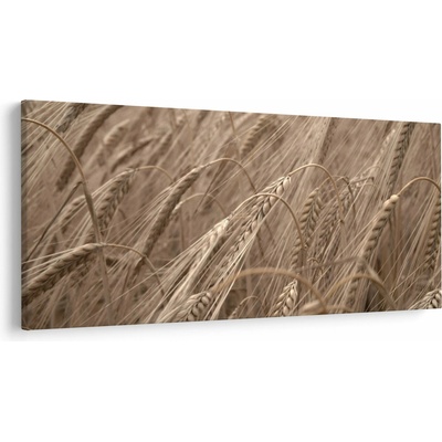 Obraz - Zlaté pole, jednodielne 200x100 cm