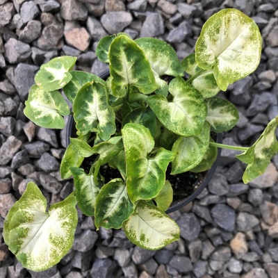 Syngonium pixie 5,5 cm