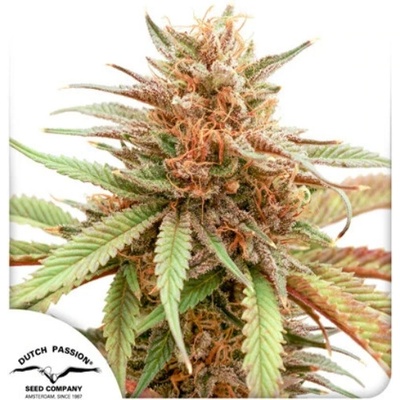 Dutch Passion Durban Dew semienka neobsahujú THC 5 ks