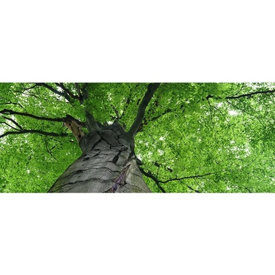 Dimex MP-2-0101 Panoramatická vliesová fototapeta na zeď Koruna stromu rozměry 375 x 150 cm