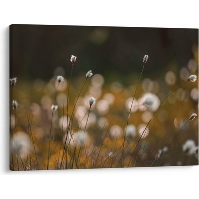 Obraz - Louka s cottongrass N⁰2, jednodílný 70x50 cm