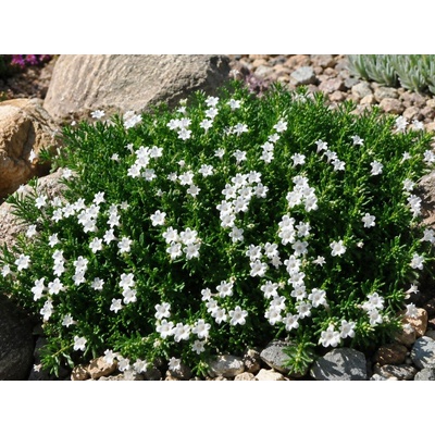 Kamejka Alba, kvetináč 9 cm