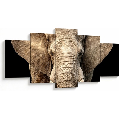 Obraz - Slon africký, päťdielne 150x80 cm
