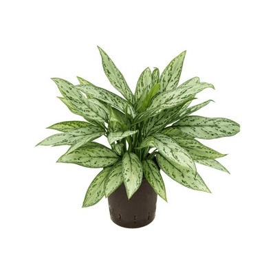 Aglaonema silver queen 18/19 v.50 cm