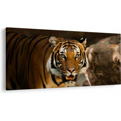 Obraz tigra, jednodielne 200x100 cm