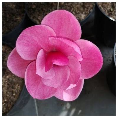 Podkarpackie Sady Magnolie růžová sazenice v kontejneru 2-3l, 40-50 cm