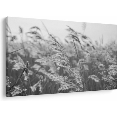 Obraz - Tráva vo vetre, jednodielne 150x100 cm