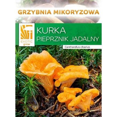 PLANTO Liška obecná Cantharellus cibarius mykorhyzní mycelium PO-SM-LO