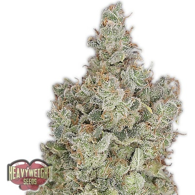 Heavyweight Seeds Total Paralysis semena neobsahují THC 5 ks – Hledejceny.cz