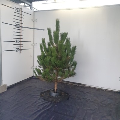 Živý vianočný stromček - Borovica čierna do 180cm