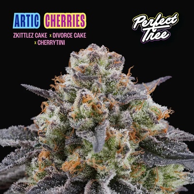 Perfect Tree Artic Cherries semienka neobsahujú THC 6 ks