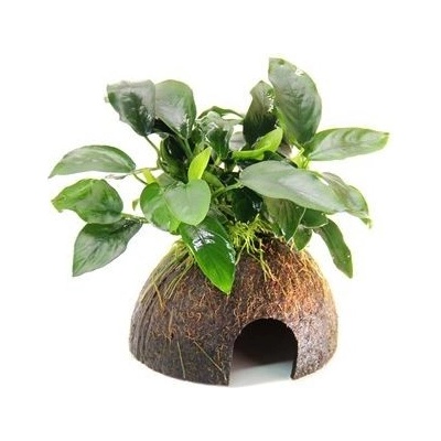 Dennerle Anubias nana na kokosu 9 x 9 x 12 cm