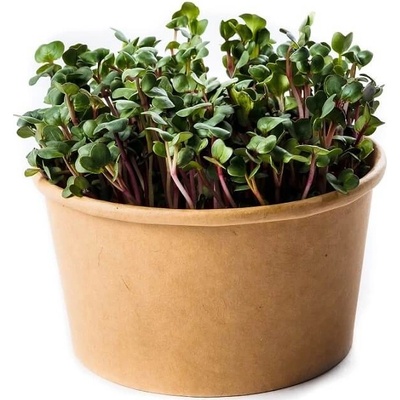 InWeek Microgreens reďkovka - sada na pestovanie